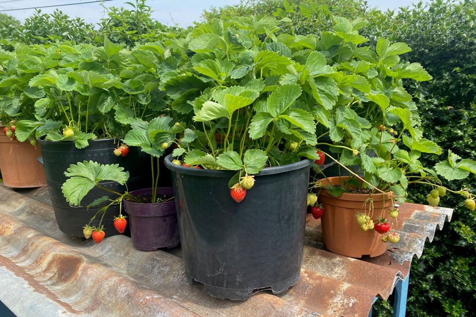 Potted strawberry plants on a corrugated roof