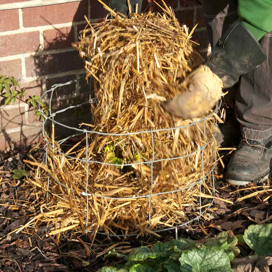 Packing insulating materials around a young plant