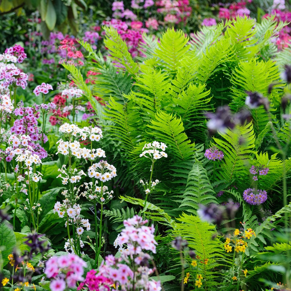 Candelabra primulas and ferns combine well in damp shade