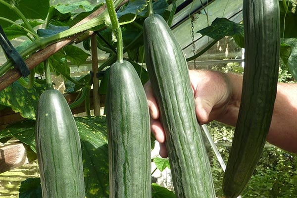 Image of Cucumbers early summer vegetable