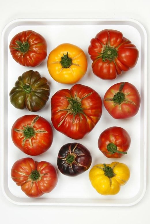 Tomato (Beefsteak)