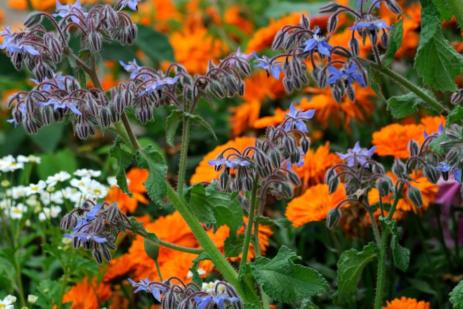A mixed planting of marigolds and borage