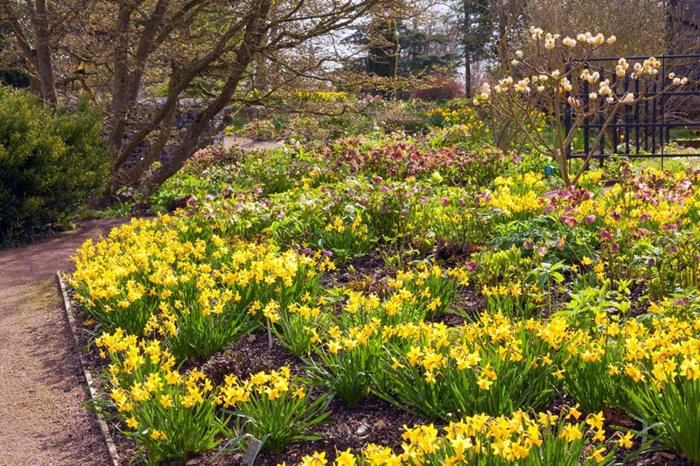 Daffodils / RHS Gardening