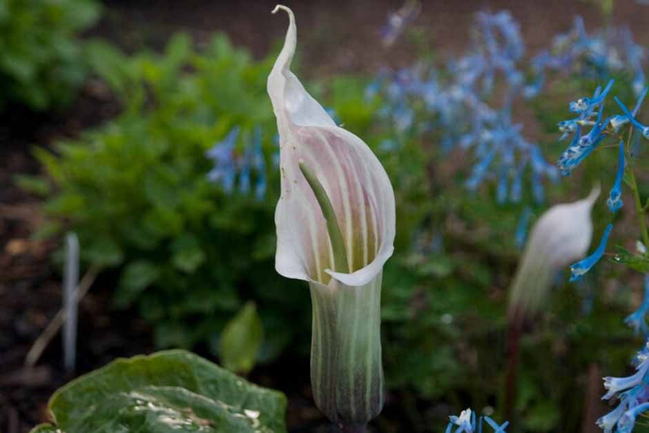 Plants in the Garden