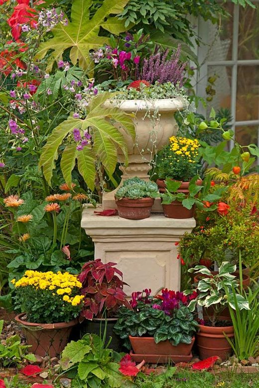 Autumn bedding plants / RHS Gardening