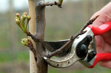 Gardening tips & advice for growing your own plants, fruit & veg / RHS ...