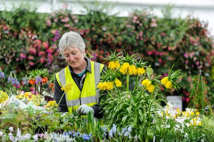 An RHS Show exhibitor tending plants on display