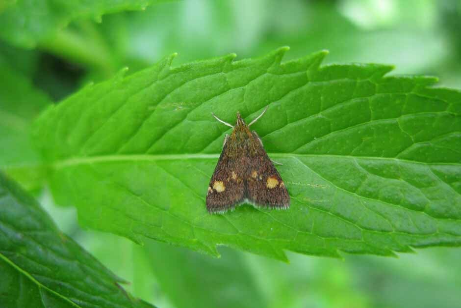 RHS guide to plants for moths
