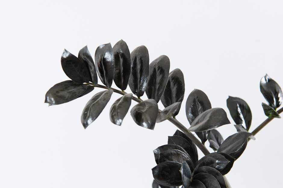 Zamioculcas zamiifolia RAVEN