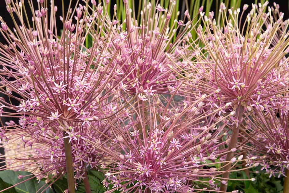 Alliums at RHS Hampton Court 2024