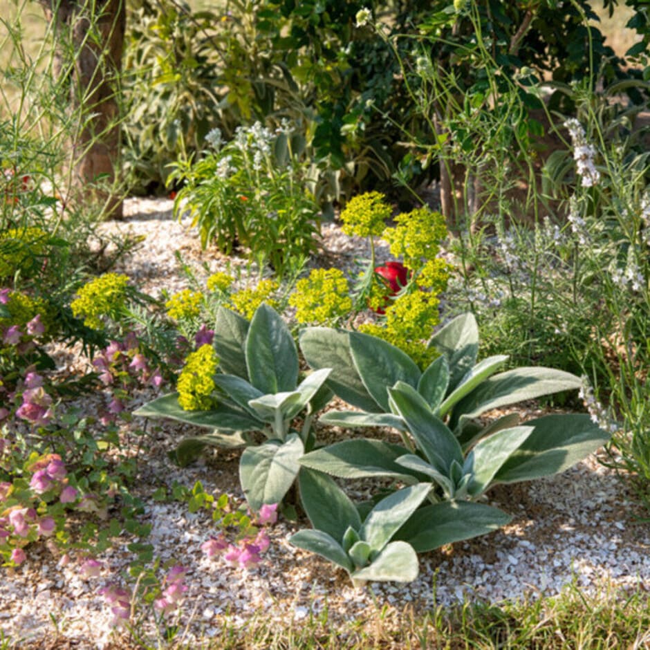 Selection of sensory plants in a border