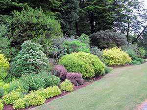 Landscaping shrubs and deals bushes