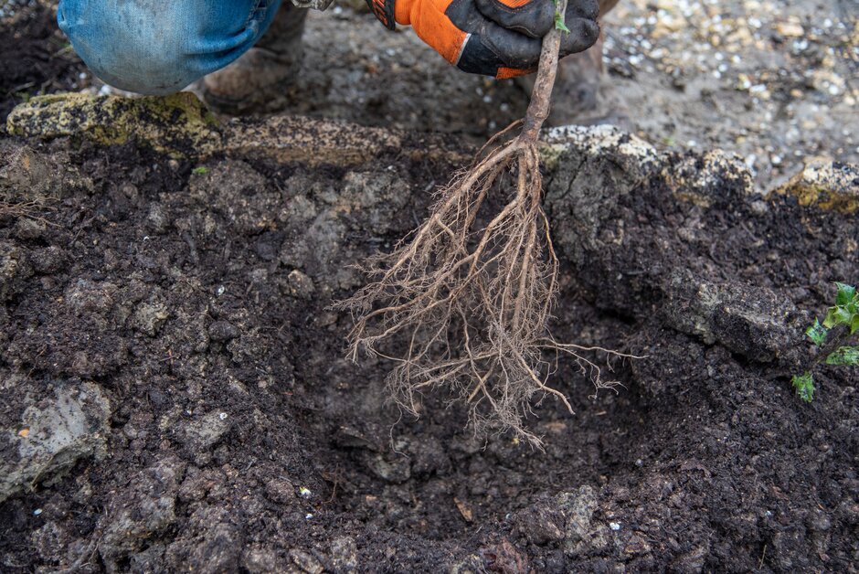 Planting a bare root tree