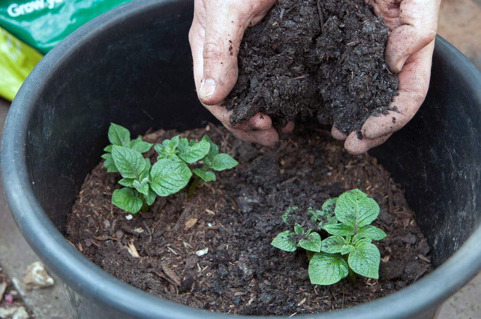 Growing potatoes, shooting in bucket
