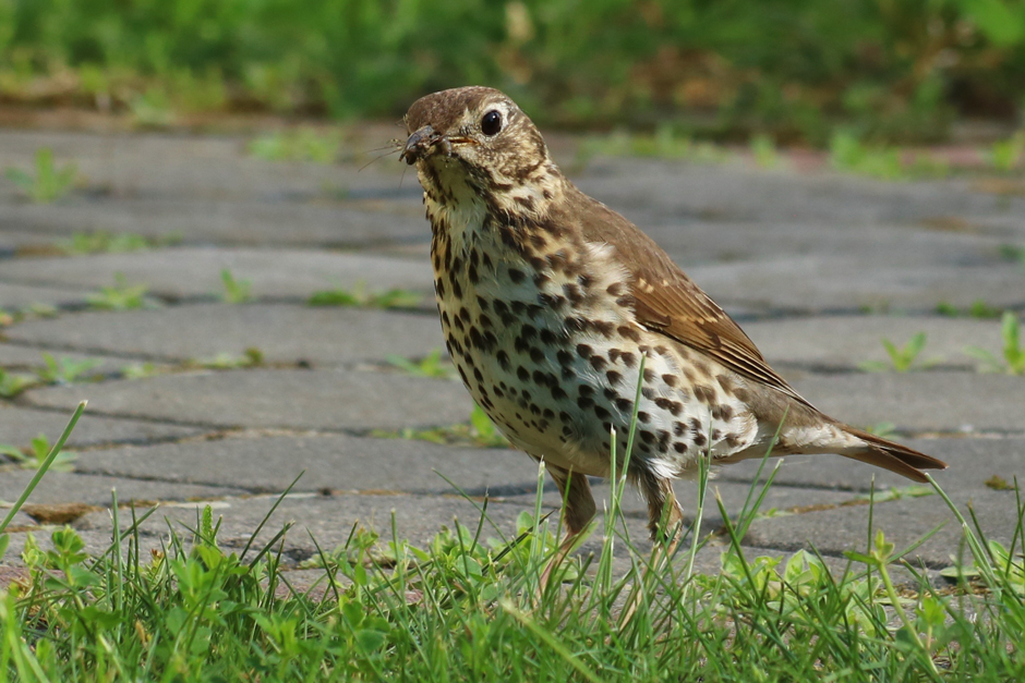 7 Ways To Adapt Your Garden For Nesting Birds Season