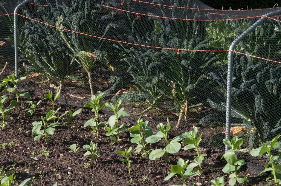 Autumn-sown broad beans and netted cavolo nero kale