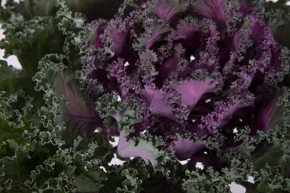 Kale ‘Rainbow Candy Crush’