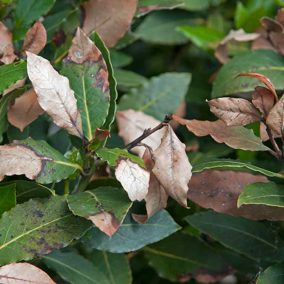 Frost damage on bay