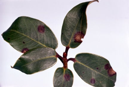 Silver Leaf - Control of Silver Leaf Disease.