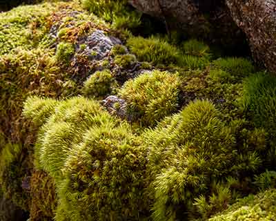 The magic of moss / RHS Gardening