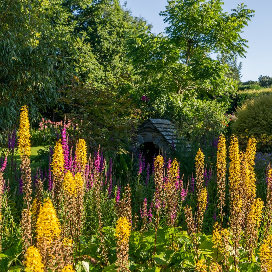 Many plants thrive in very damp soil