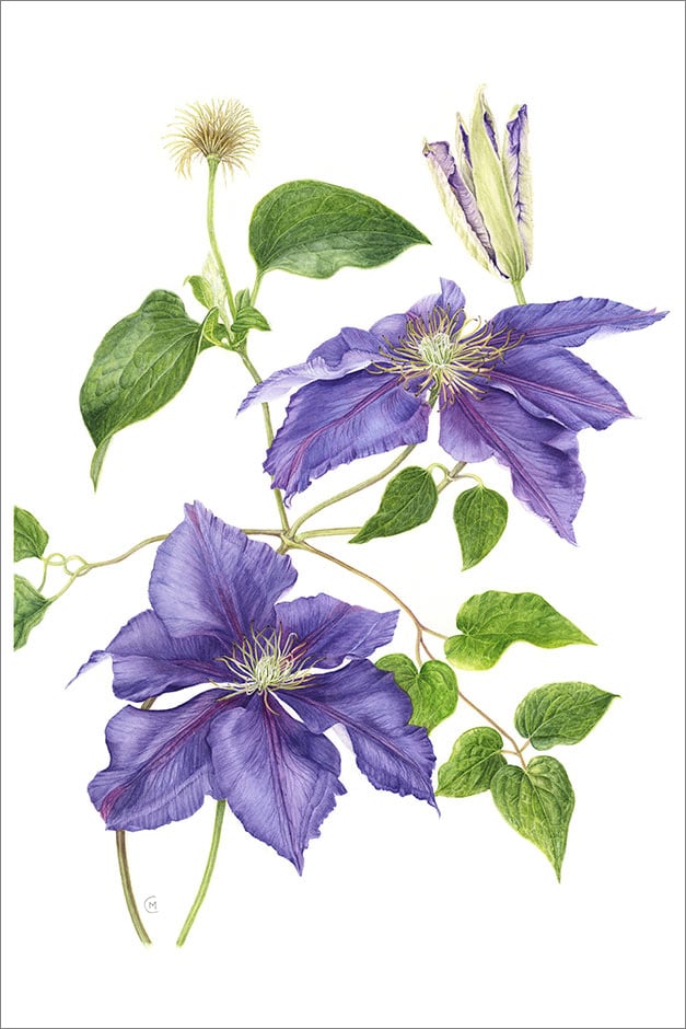 Clematis artwork