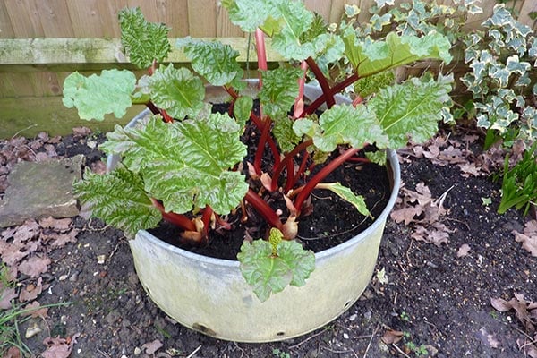 How to grow rhubarb / RHS Gardening