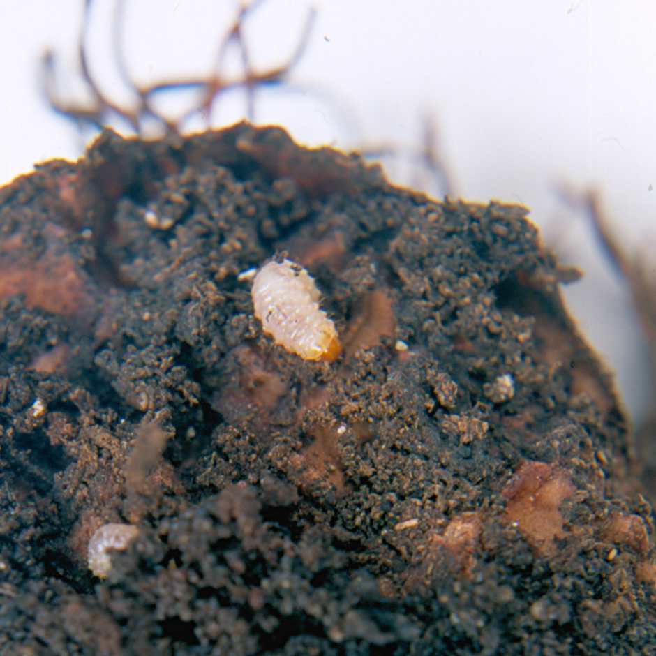 Vine weevil grubs on a cyclamen corm