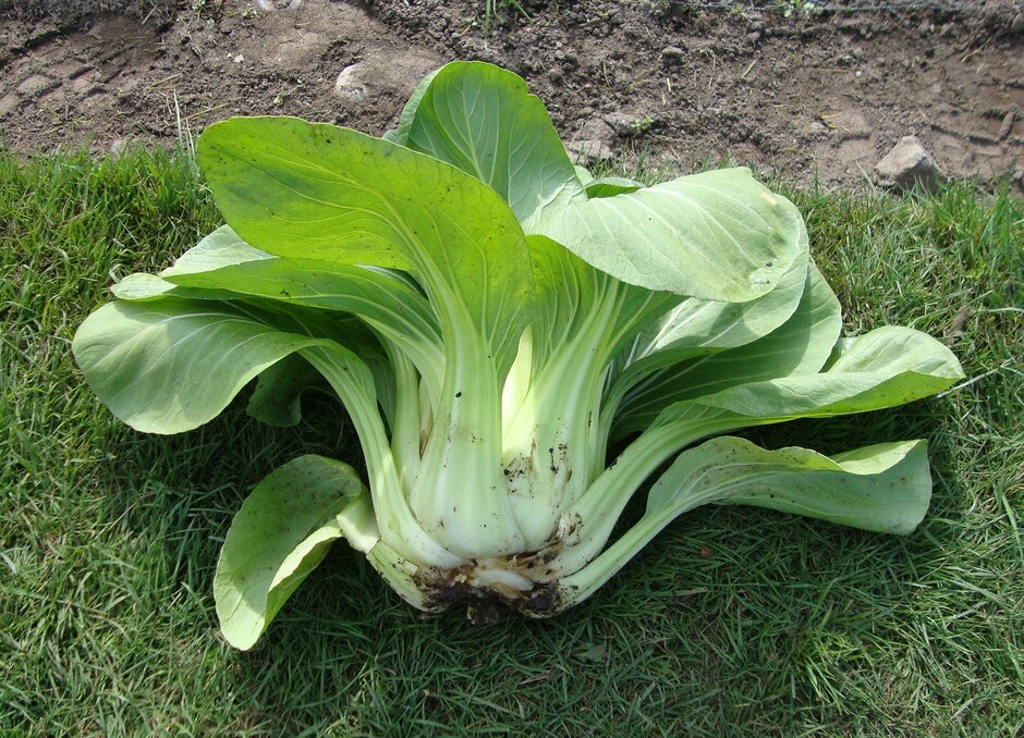 How to grow Pak Choi RHS Vegetables