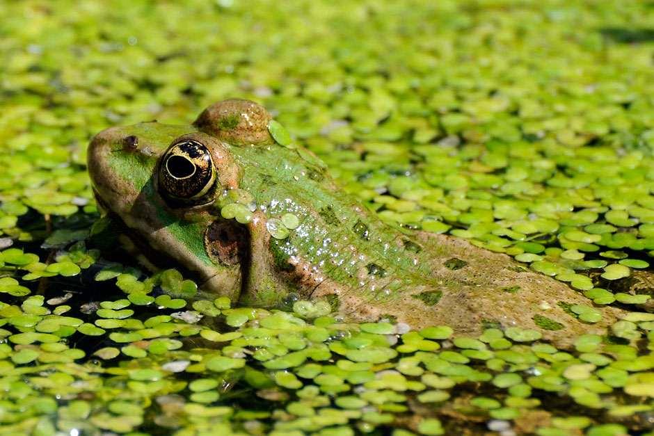 How to Remove Green Algae From a Pond