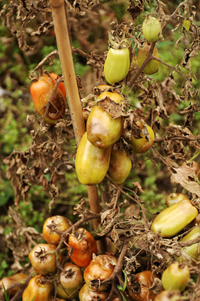 Tomatoes Stem Problems Rhs Gardening