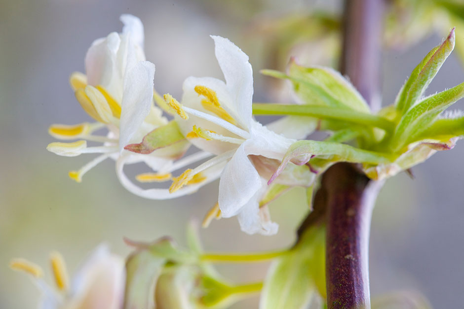 10 Award Winning Scented Plants For Winter Rhs Gardening