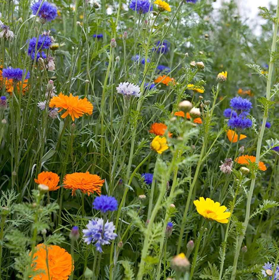 Direct sow a mix of annuals for a colourful summer display