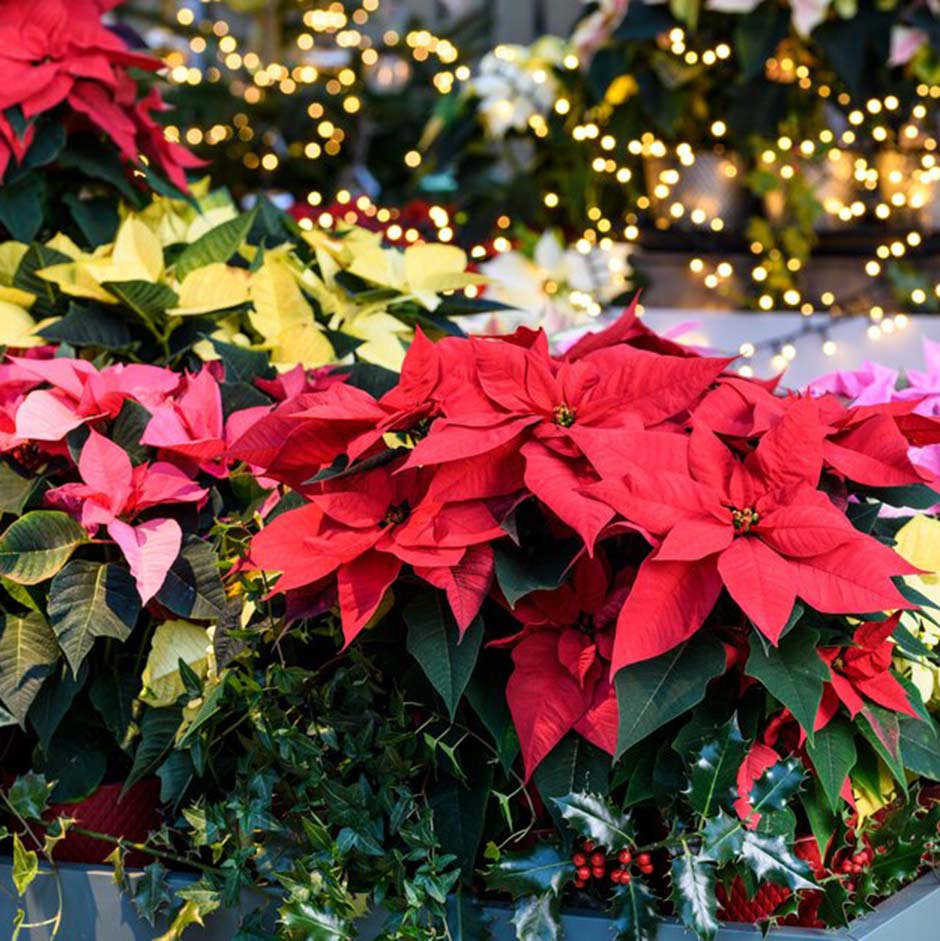 Christmas-flowering houseplants