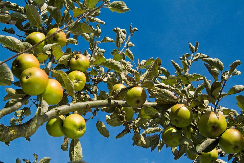 A branch bearing green apples against a blue sky