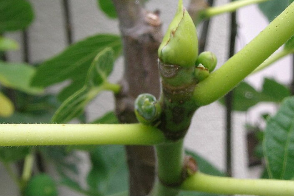 Figs: pruning and training / RHS Gardening