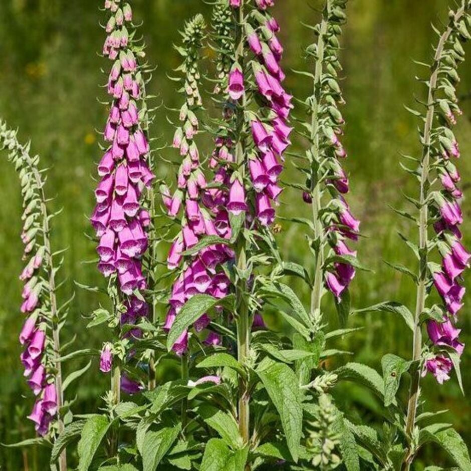 <i>Digitalis</i> are a must-have pollinator-friendly plant