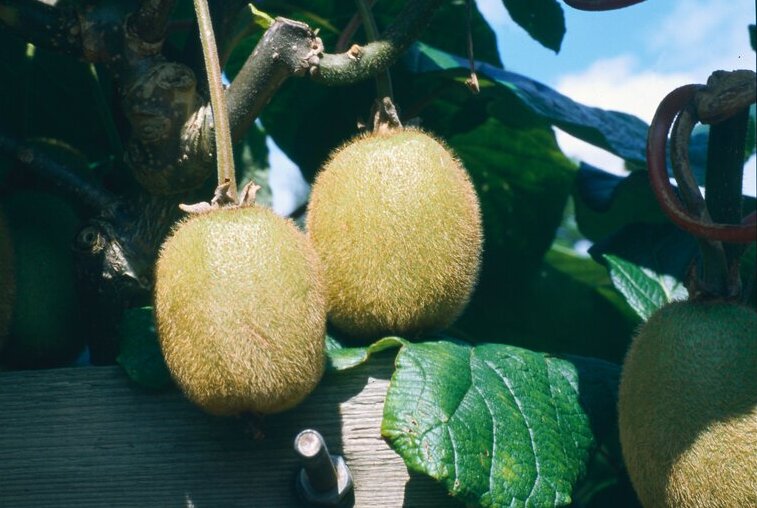 How to grow kiwi fruit / RHS Gardening