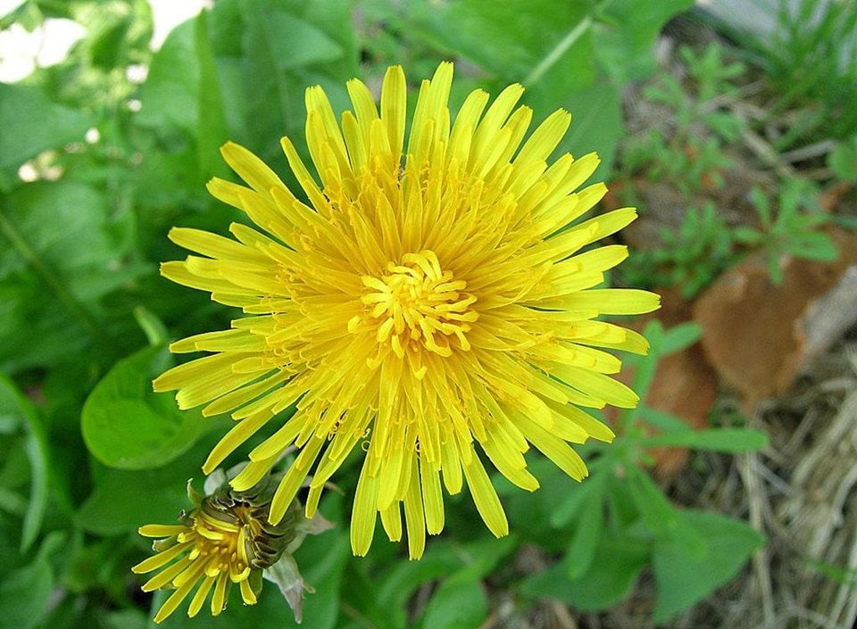 Identifying Common Weeds