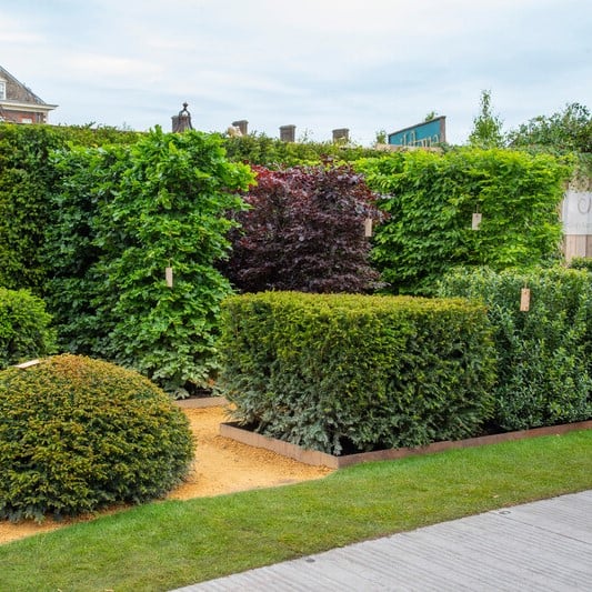 Dense hedging can help reduce noise