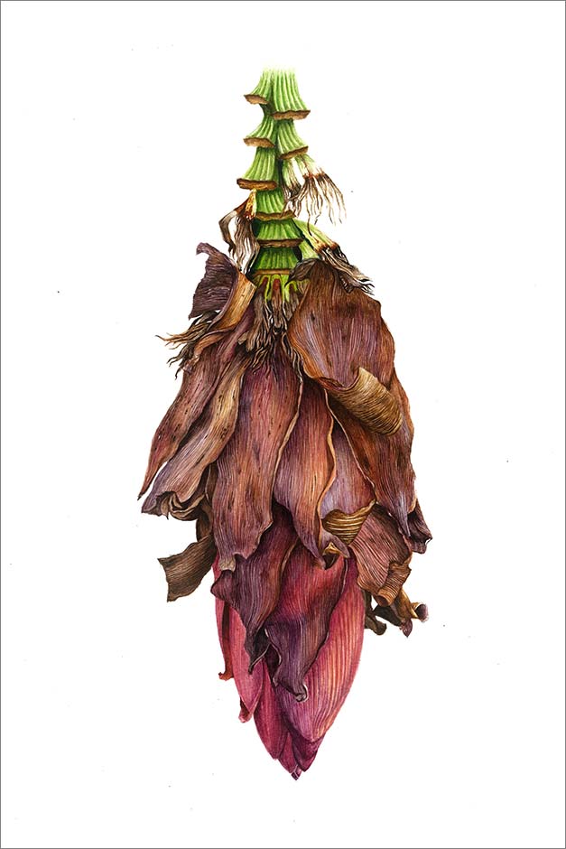 Musa acuminata artwork