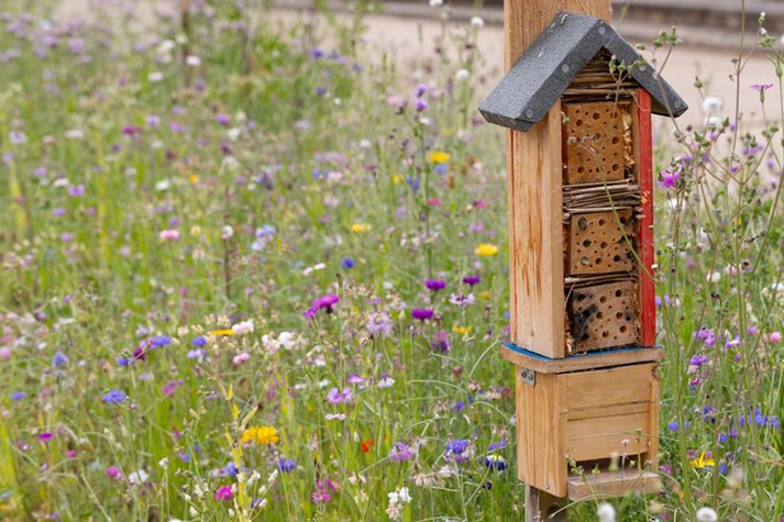 Large wildflower areas encourage bees and other insects