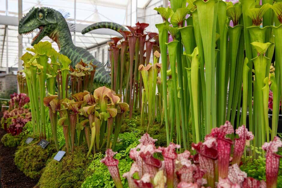 Hampshire Carnivorous Plants in the Great Pavilion. RHS Chelsea Flower Show 2024