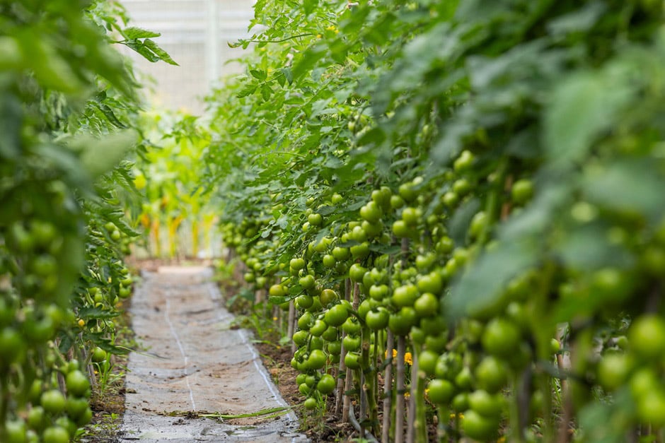 The garden’s nursery production area consists of nine polytunnels where an extensive variety of soft fruits and vegetables are grown from seed