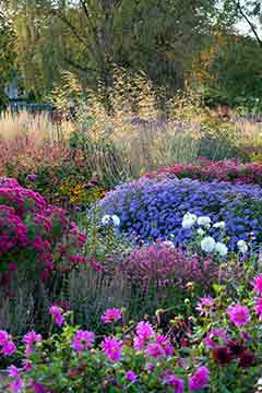 Flowers in June at RHS Harlow Carr