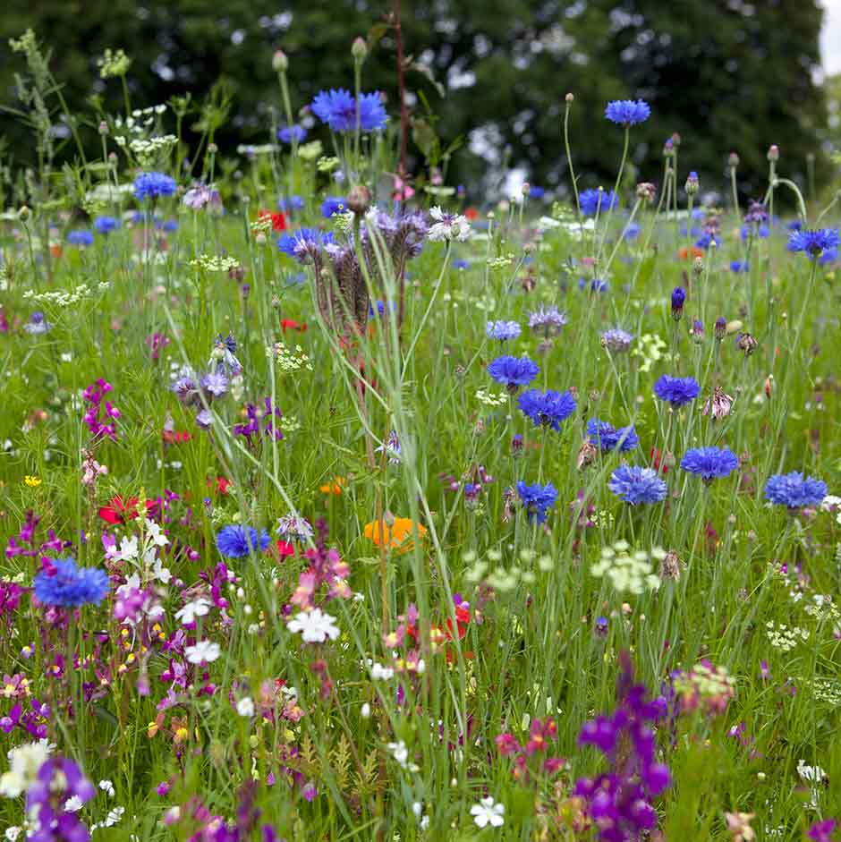 Hardy annuals can provide a rainbow of colour