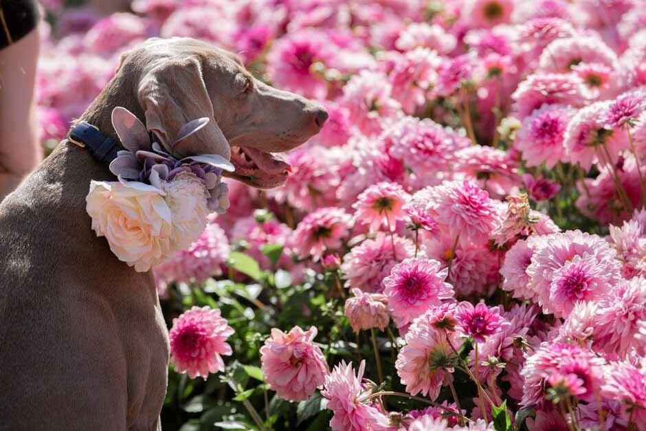 Dog enjoys RHS Flower Show