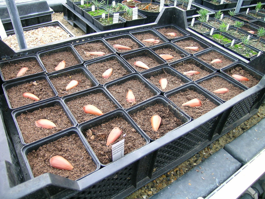 growing foxgloves from seed rhs