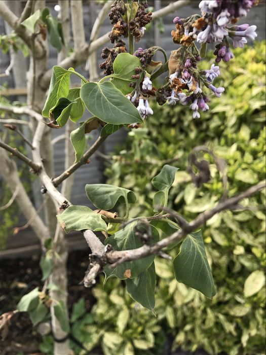 Lilac blight causing wilting and dieback of young shoots and flower clusters. Image credit: Catherine McGrath.