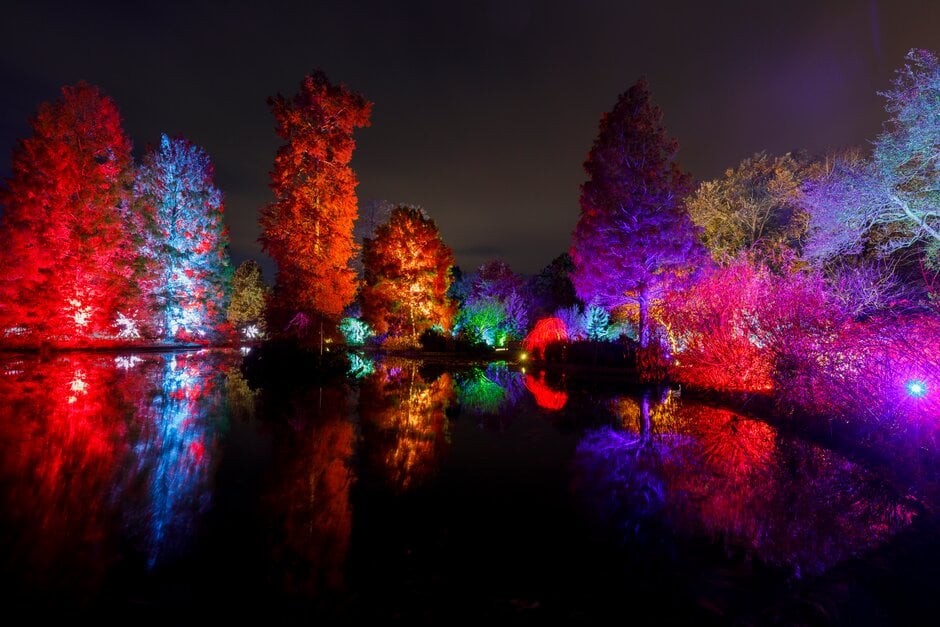 Trees lit up with festive lights